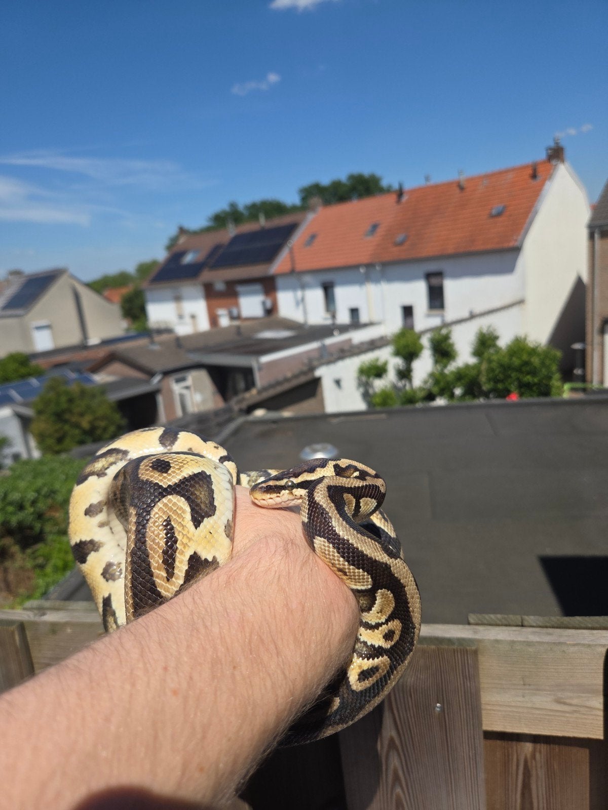 1.0 konyngspython leopard het clown, Dieren en Toebehoren, Reptielen en Amfibieën, Hagedis, 0 tot 2 jaar
