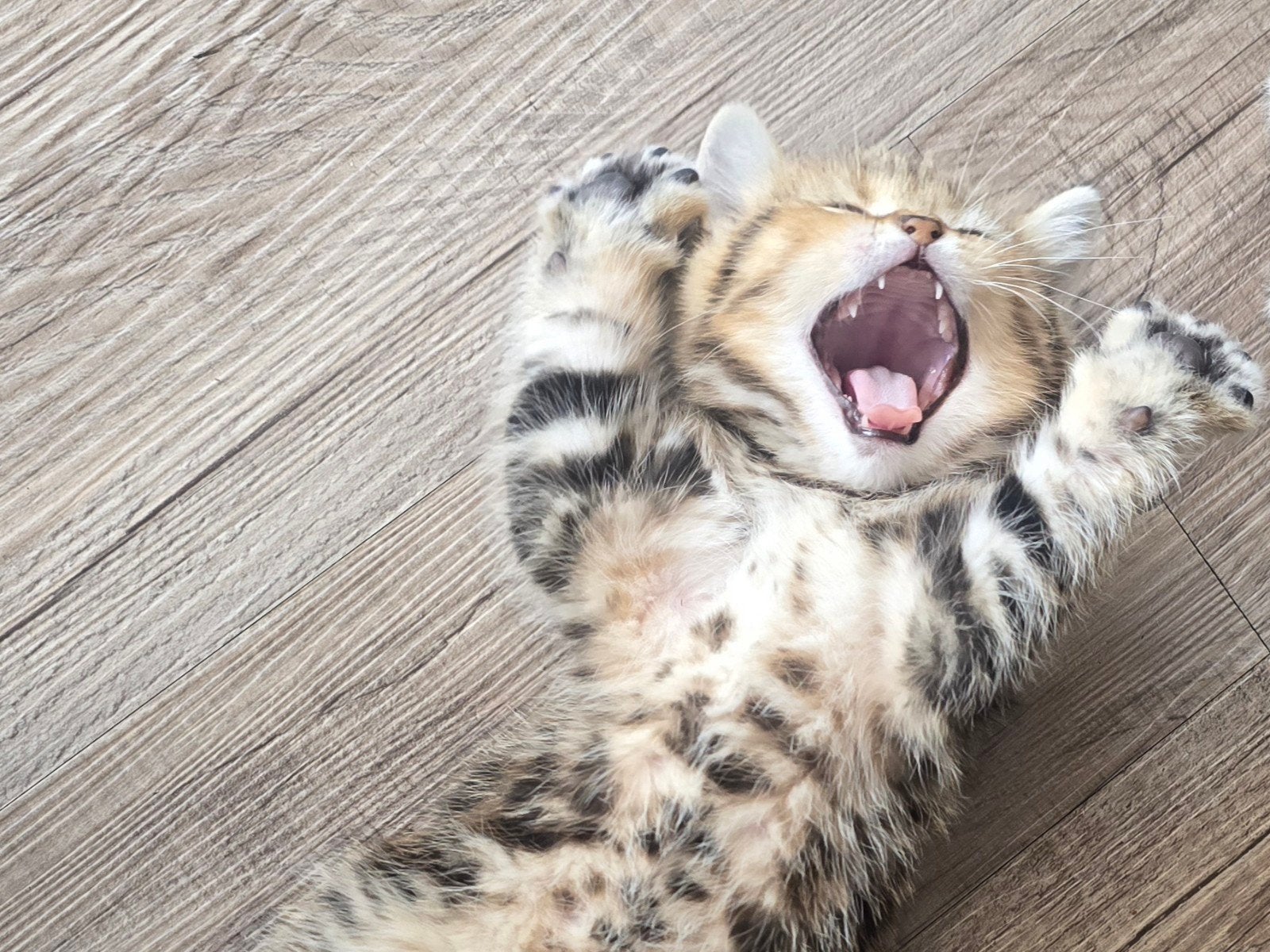 Raszuivere Britse Korthaar Kittens, Dieren en Toebehoren, Katten en Kittens | Raskatten | Korthaar, Meerdere dieren, Ontwormd