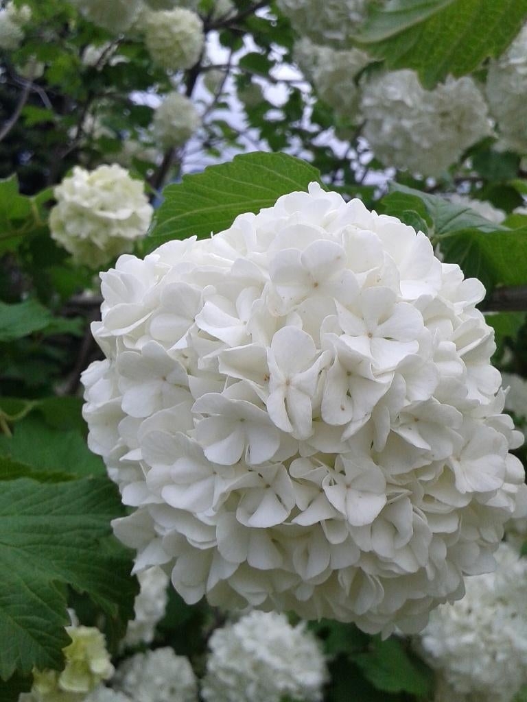 partijvoordeel hortensia bolhortensia boerenhortensia, Ophalen of Verzenden, Hortensia, Haag, Minder dan 100 cm