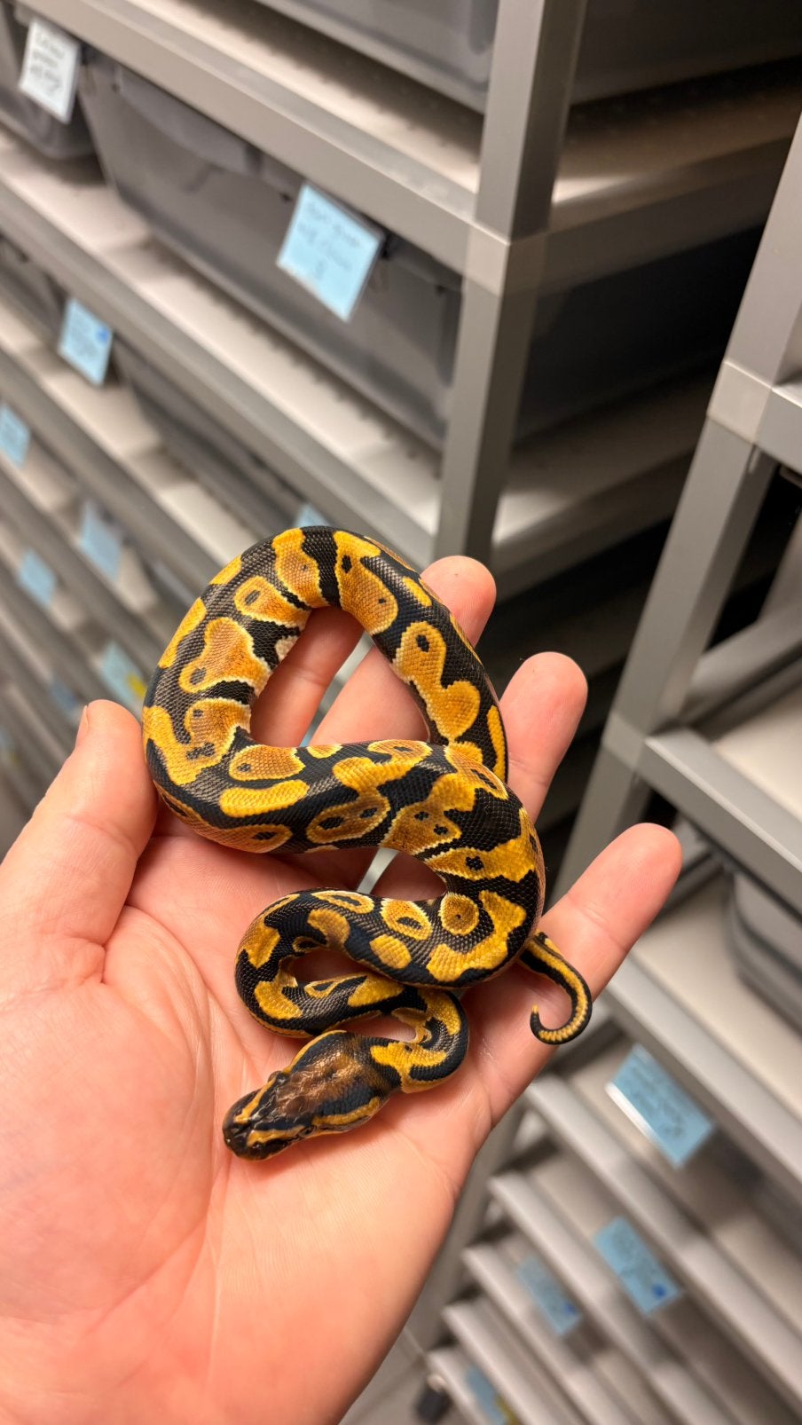 Orange dream 100% het clown ball python Ball Python photo 3