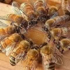 2 x 6 ramer buckfast bijen, Dieren en Toebehoren, Insecten en Spinnen, Bijen