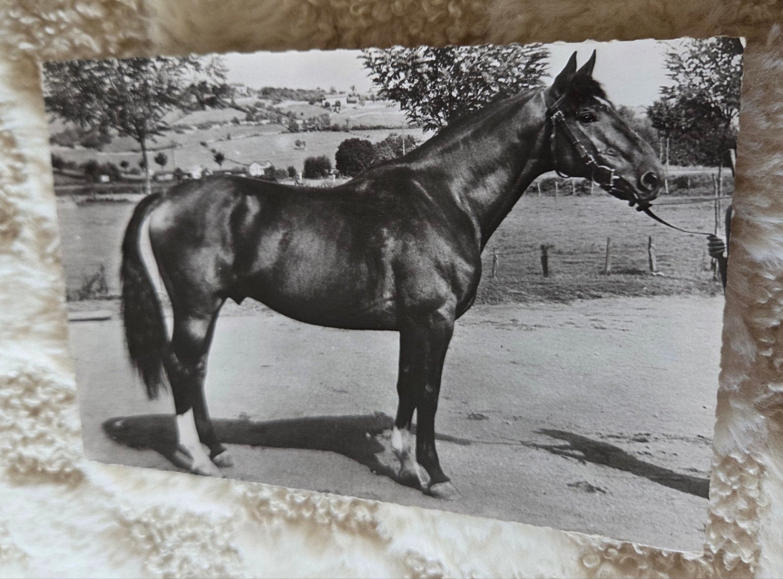 Oude ansichtkaart van een paard - Zwart-wit, Verzamelen, Verzenden, 1940 tot 1960, Gelopen, Paard