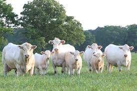 gezocht charolais runderen, kalf, Ophalen of Verzenden