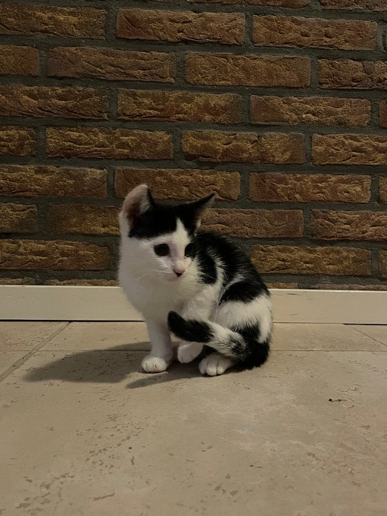 Lieve kitten, Kater, Ontwormd, 0 tot 2 jaar