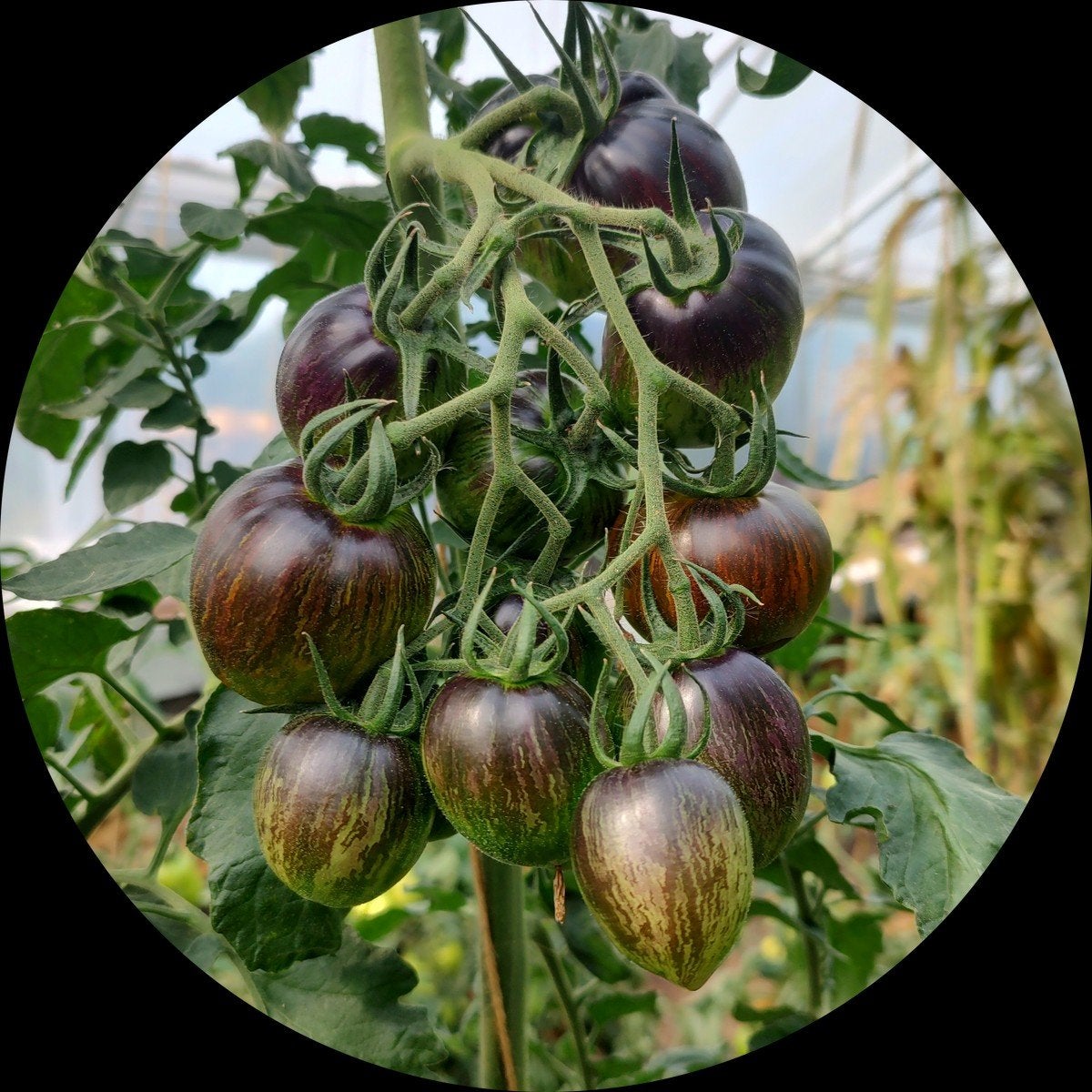 Tomaat Brad's Atomic Grape 50 - 60 cm hoog bijzondere tomaat, Ophalen, Volle zon, Groenteplanten, Eenjarig