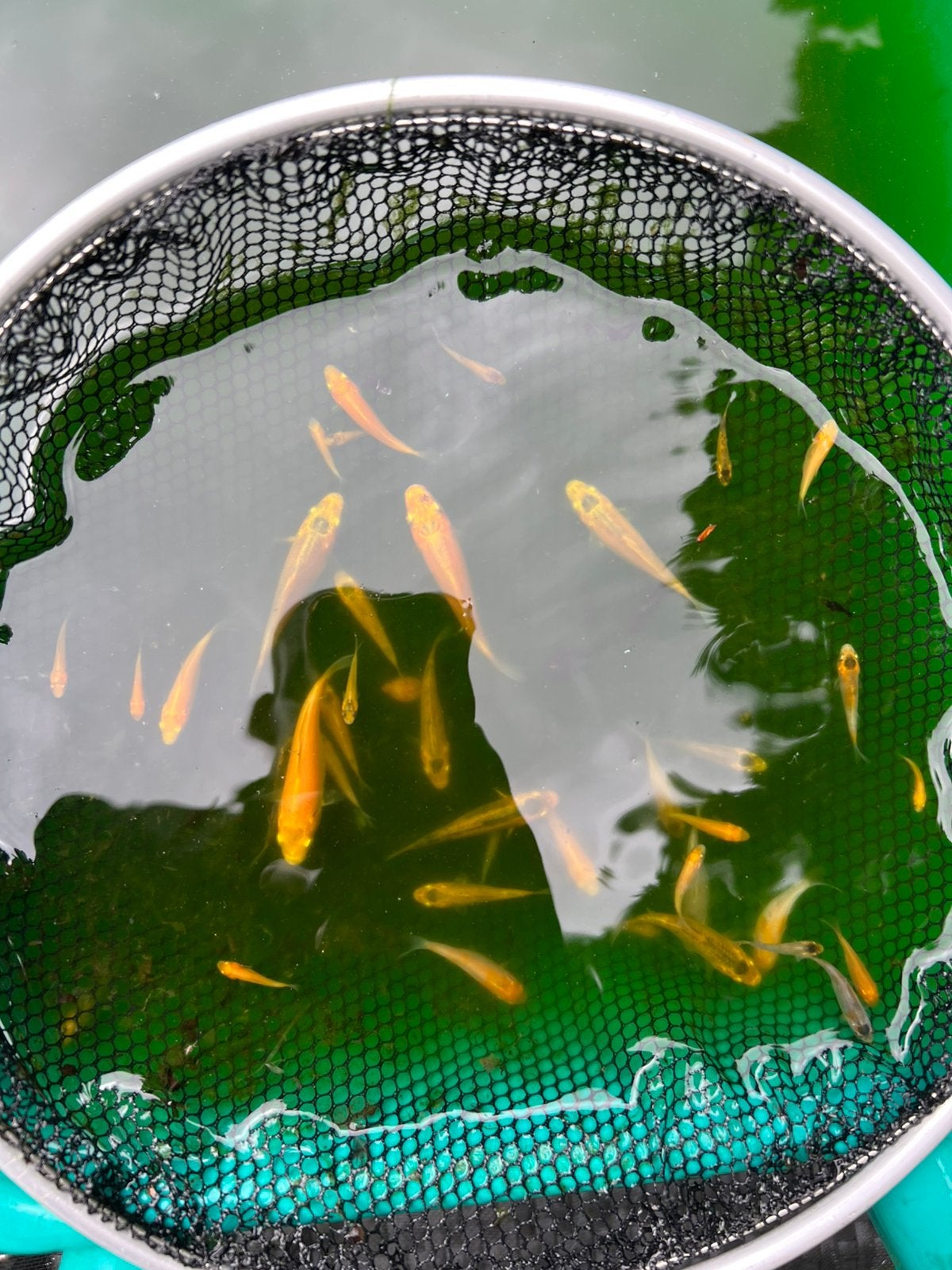 Babykoi mix van Japanse ouderendieren., Dieren en Toebehoren, Karper of Koi