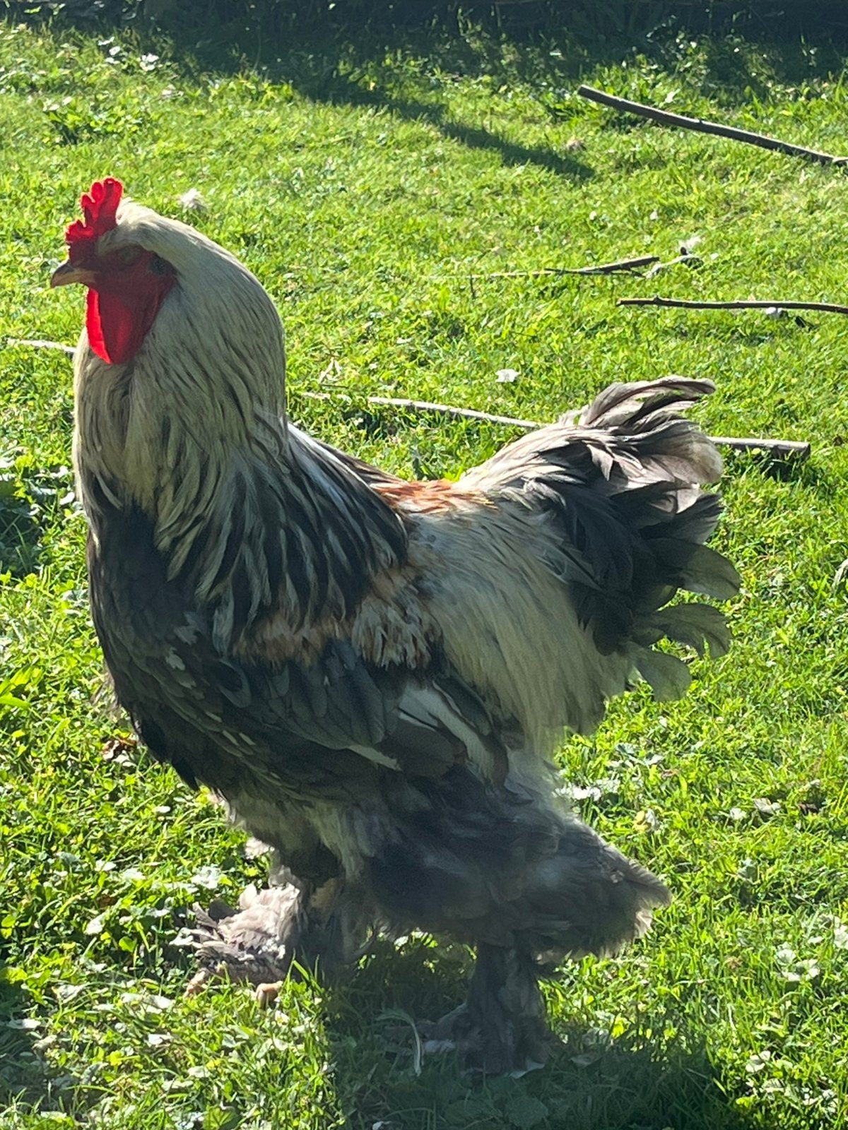 Brahma haan, evt.  Ruilen, Dieren en Toebehoren, Mannelijk, Kip