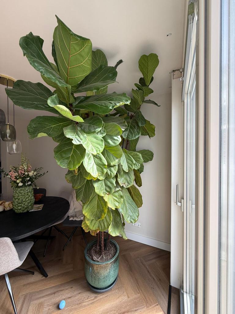 Ficus Lyrata XXL, Ophalen, Ficus, Halfschaduw, 200 cm of meer