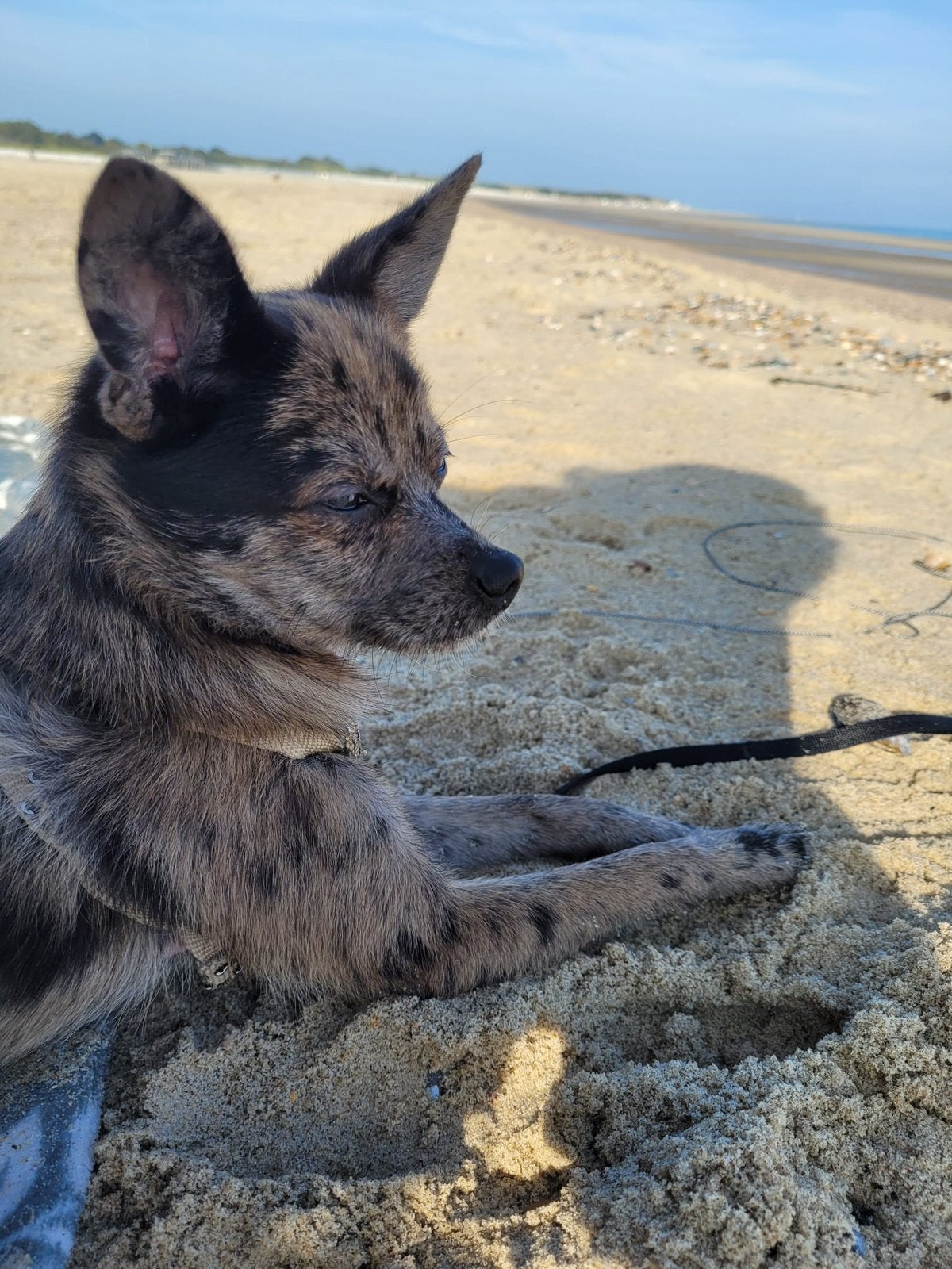 Dekreu merle en brindle, Dieren en Toebehoren, Honden | Chihuahua's en Gezelschapshonden, Parvo, Reu, Eén hond, Chihuahua