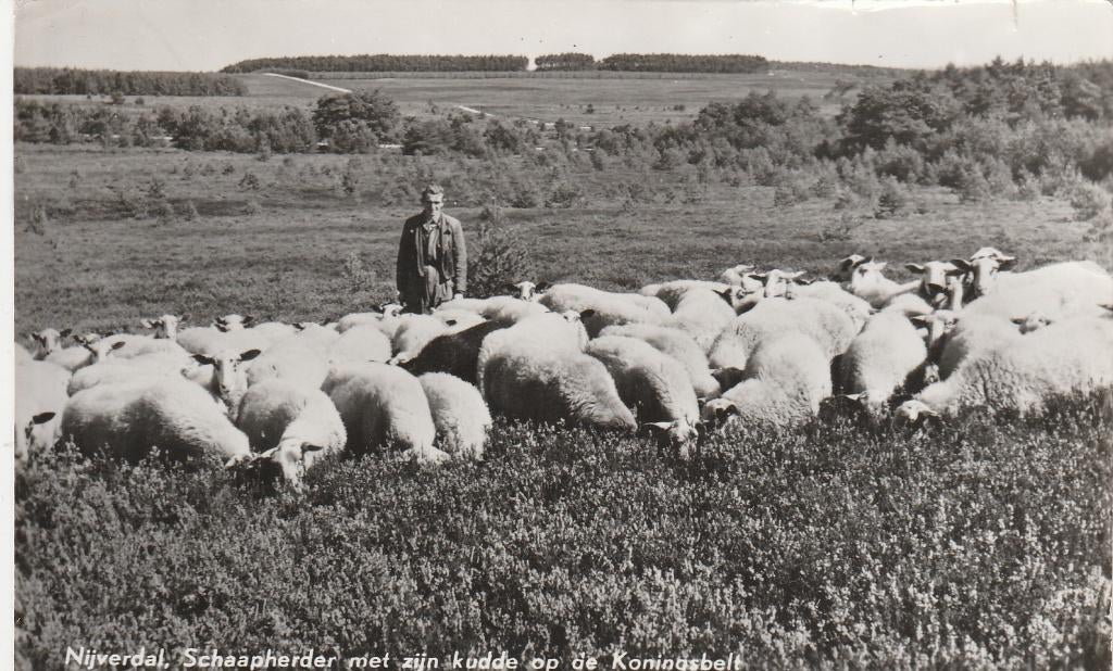 nijverdal- schaapherder, Ophalen of Verzenden, 1940 tot 1960, Friesland