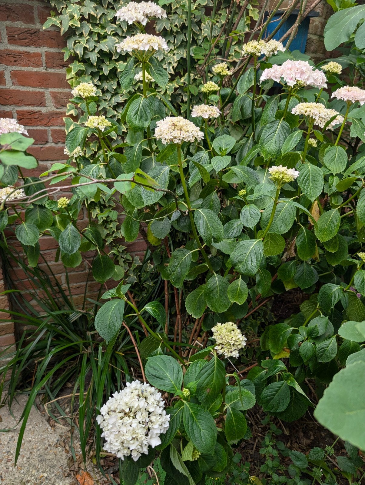 Hortensia - ca. 1.25m hoog, Tuin en Terras, Planten | Tuinplanten, Vaste plant, Halfschaduw, Zomer, Ophalen