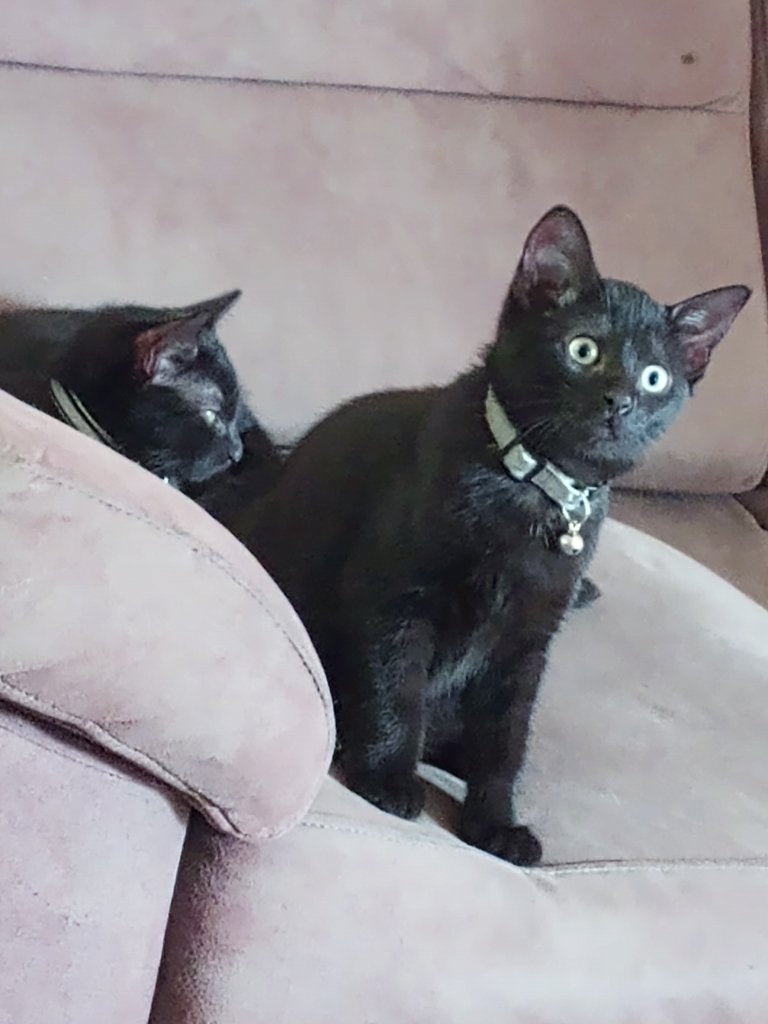 Sociale kittens zwart en cypers zoeken nieuw thuis, Meerdere dieren, Kortharig, 0 tot 2 jaar