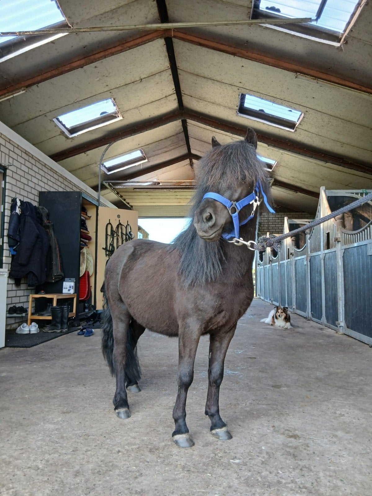 shetlander, Minder dan 160 cm, Met stamboom, 0 tot 2 jaar, Hengst