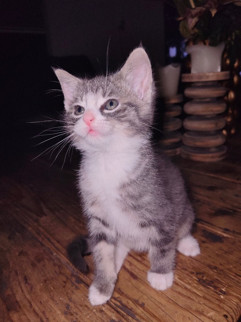 Kittens, Meerdere dieren, Ontwormd, 0 tot 2 jaar