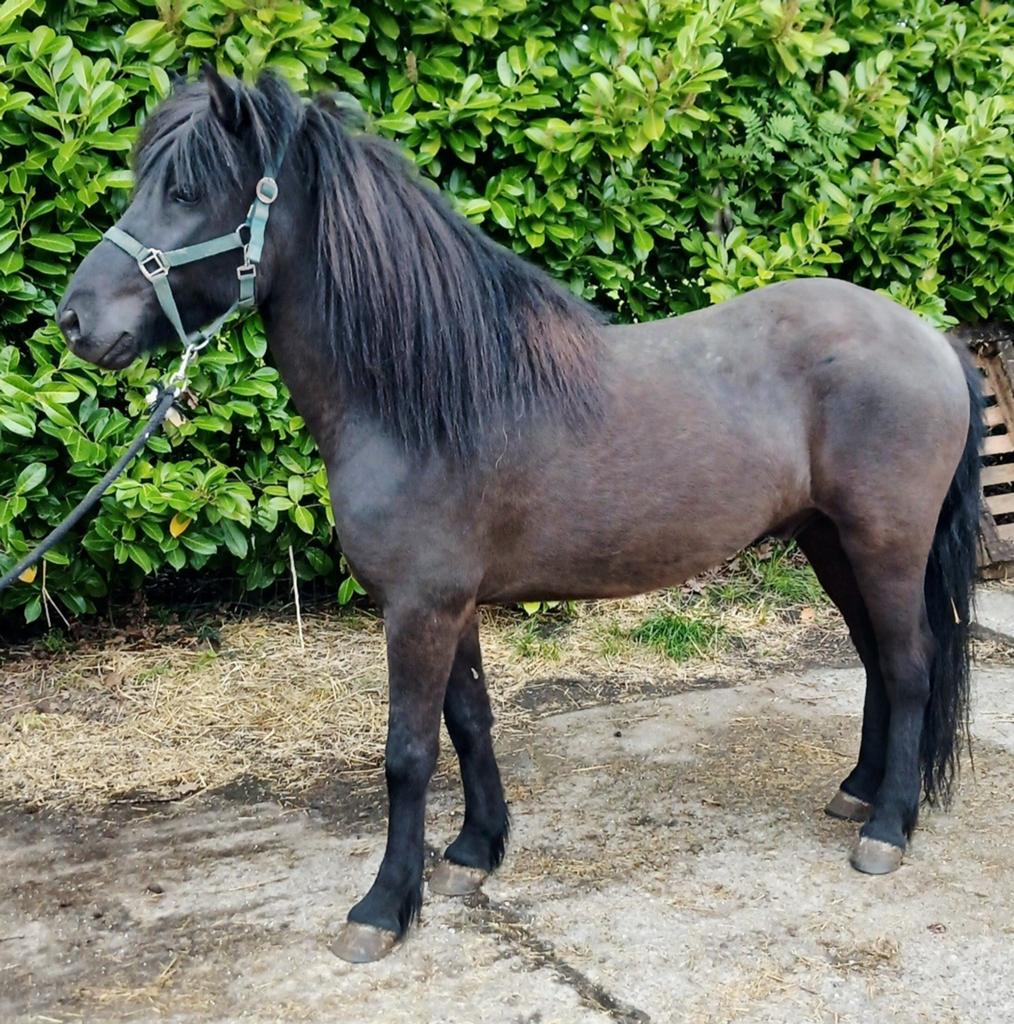 Super leuke ijslander, Dieren en Toebehoren, Pony's, Met stamboom, Ruin, Niet van toepassing, 3 tot 6 jaar