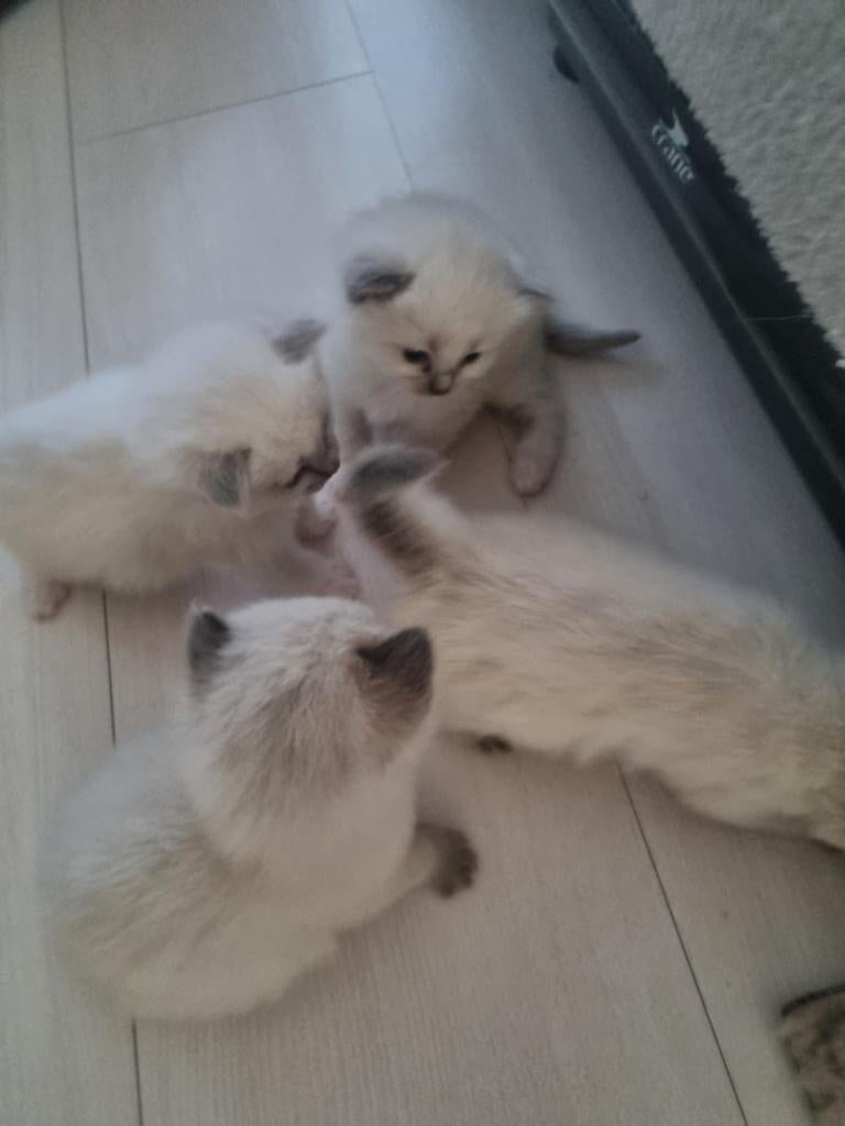 Ragdoll kitten te koop, Poes