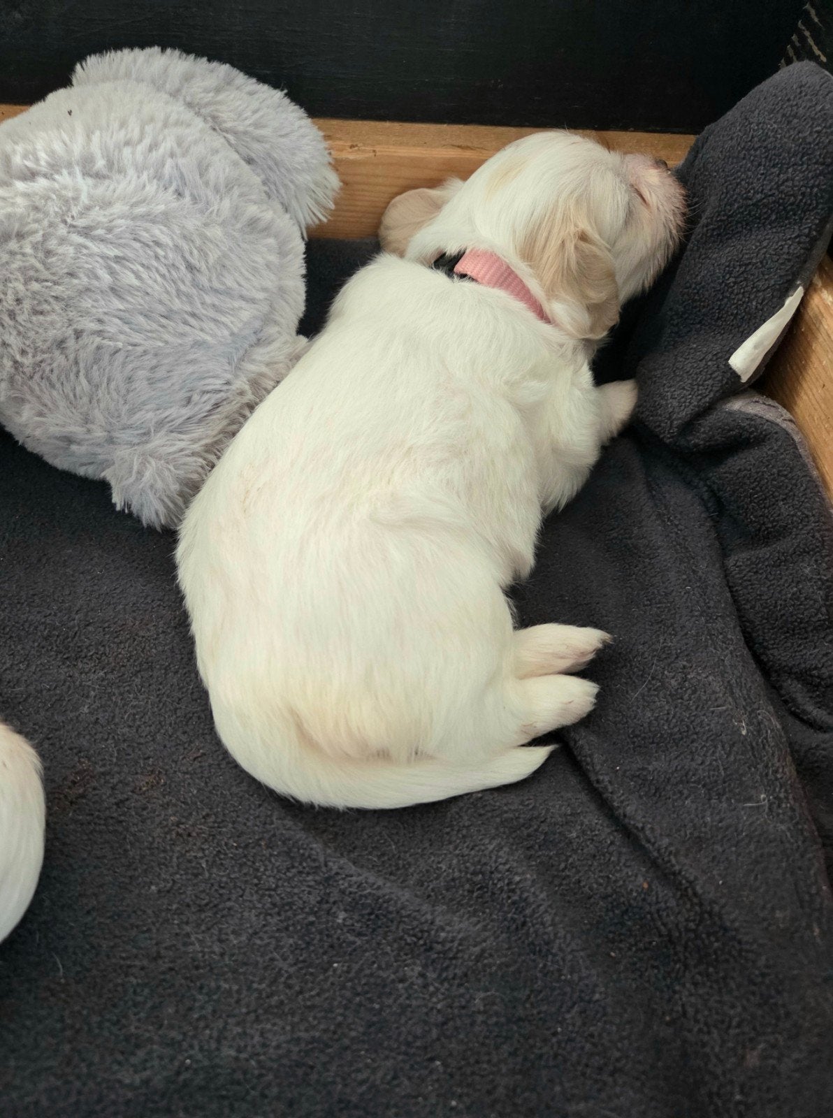 Boomer pups reutjes, Overige rassen, 8 tot 15 weken, Parvo, Meerdere