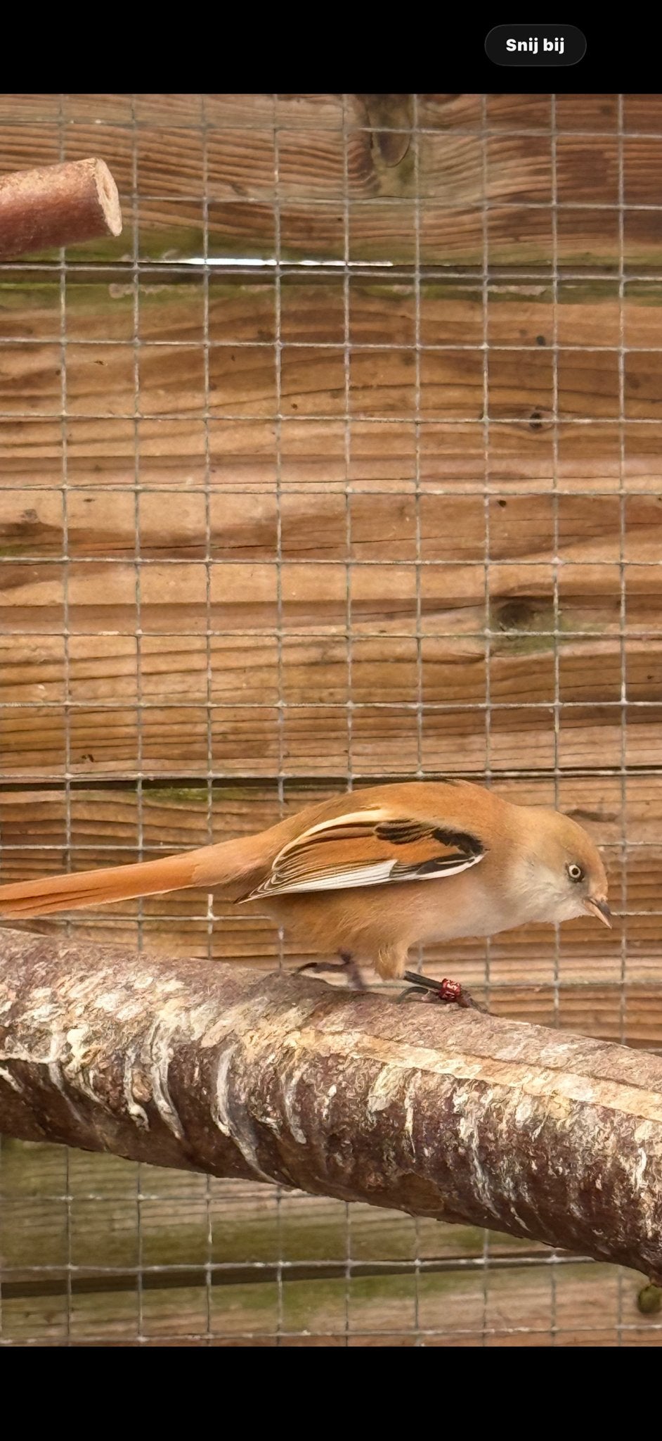 Baardmannetjes, Dieren en Toebehoren, Meerdere dieren, Geringd