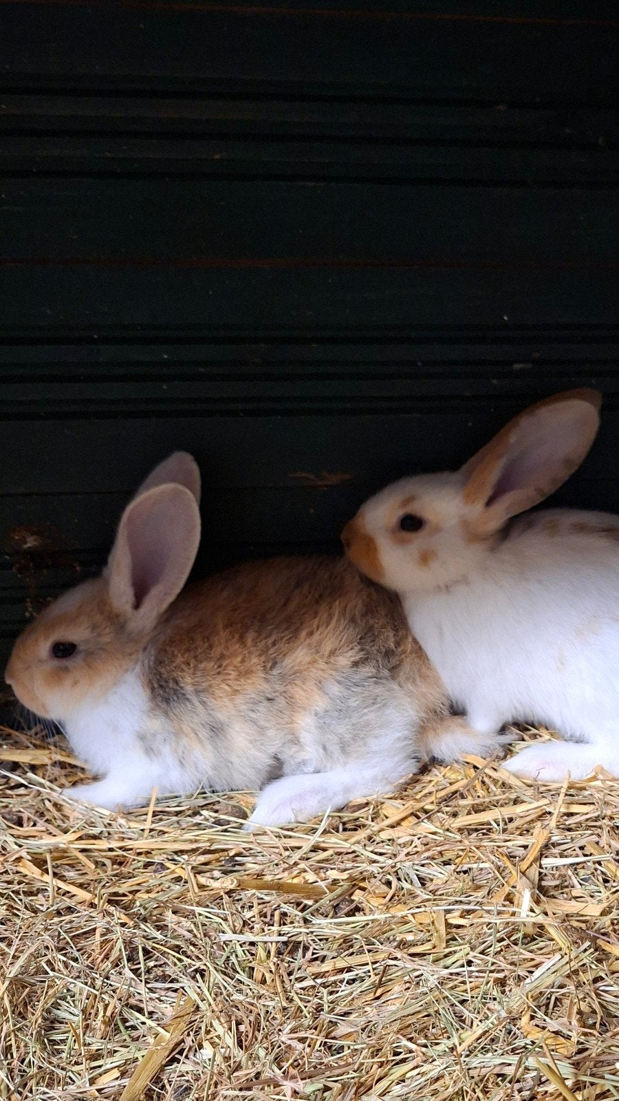 Duitse reus x Lotharinger konijntje, ram., Dieren en Toebehoren, Konijnen, Mannelijk, Groot, 0 tot 2 jaar