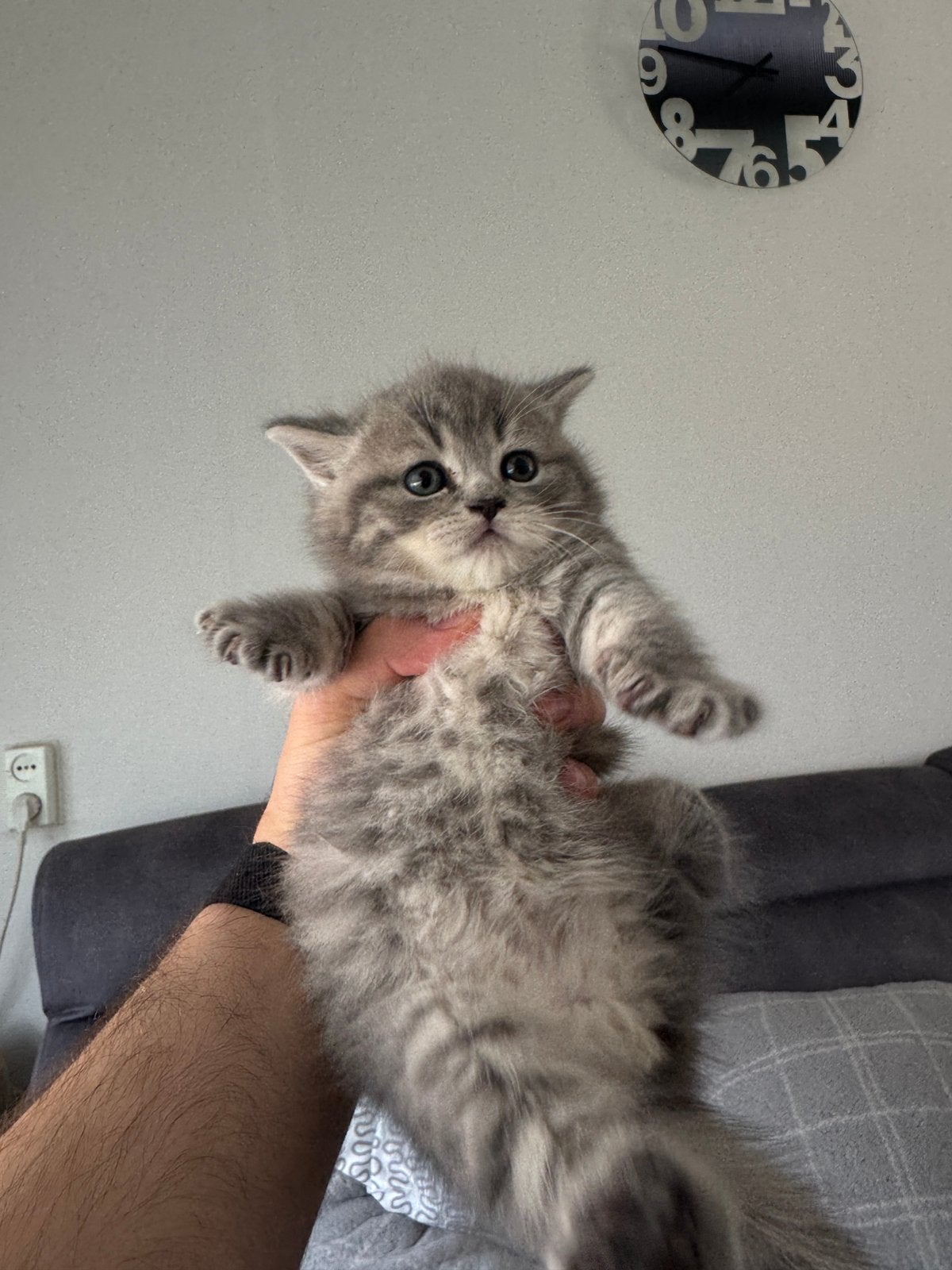 Prachtige Brits Korthaar kittens & moeder te reserveren!, Poes, Ontwormd