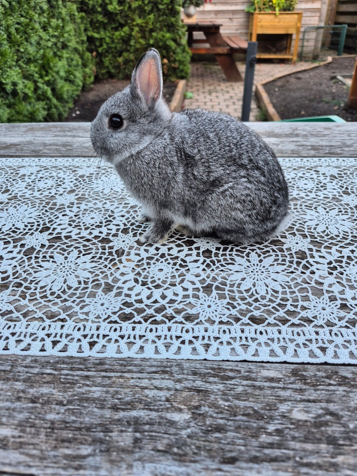 kleurdwerg Chincilila ram, Dieren en Toebehoren, Mannelijk, Dwerg