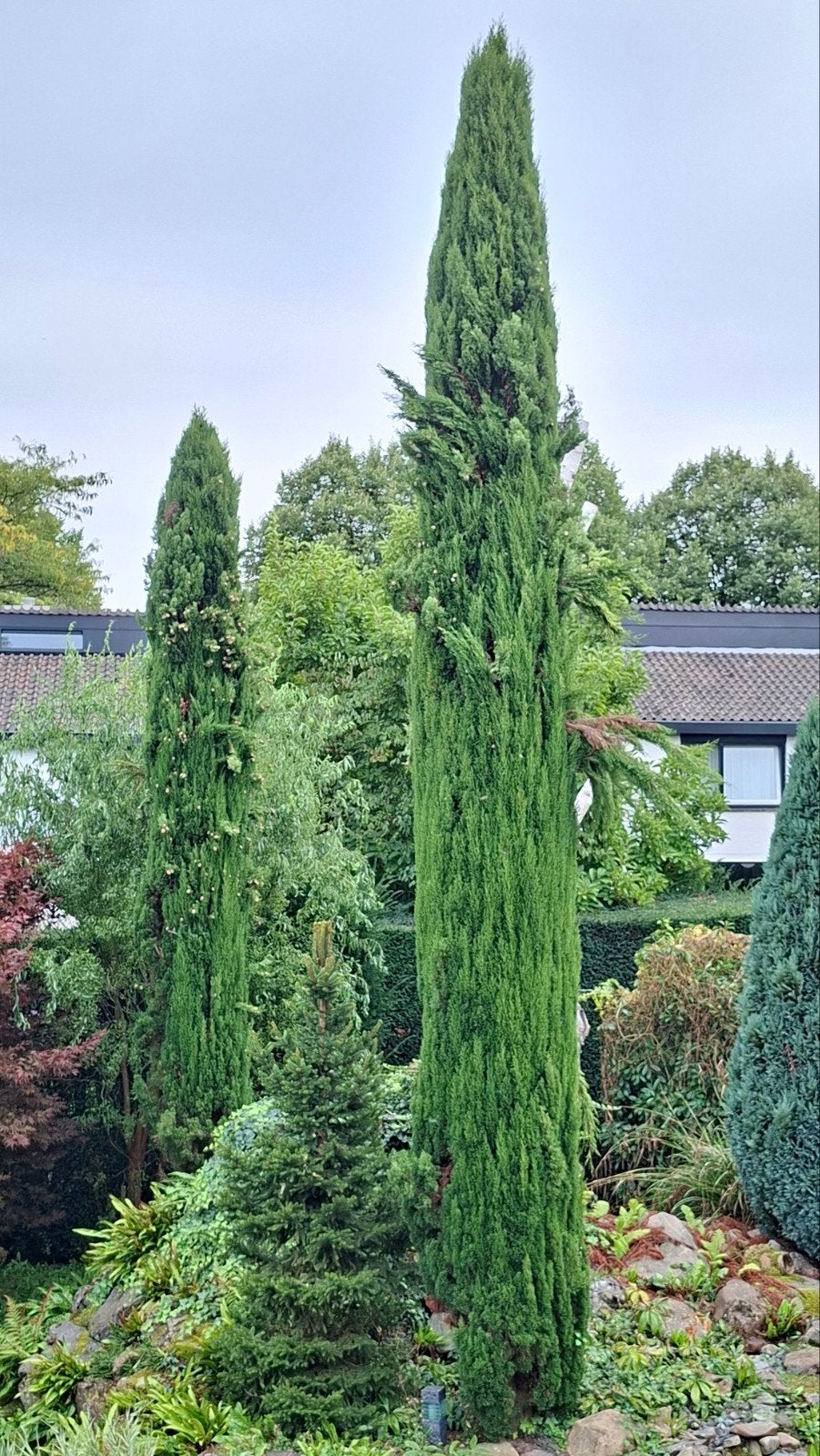 Italiaanse Cipres - Slanke en Elegante Conifeer, Tuin en Terras, Volle zon, Vaste plant, Bloeit niet, Ophalen