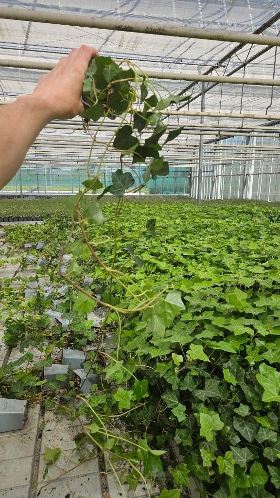 Hedera Hibernica of klimop - lange rank 1m+, Ophalen of Verzenden, Overige soorten, Haag, 100 tot 250 cm
