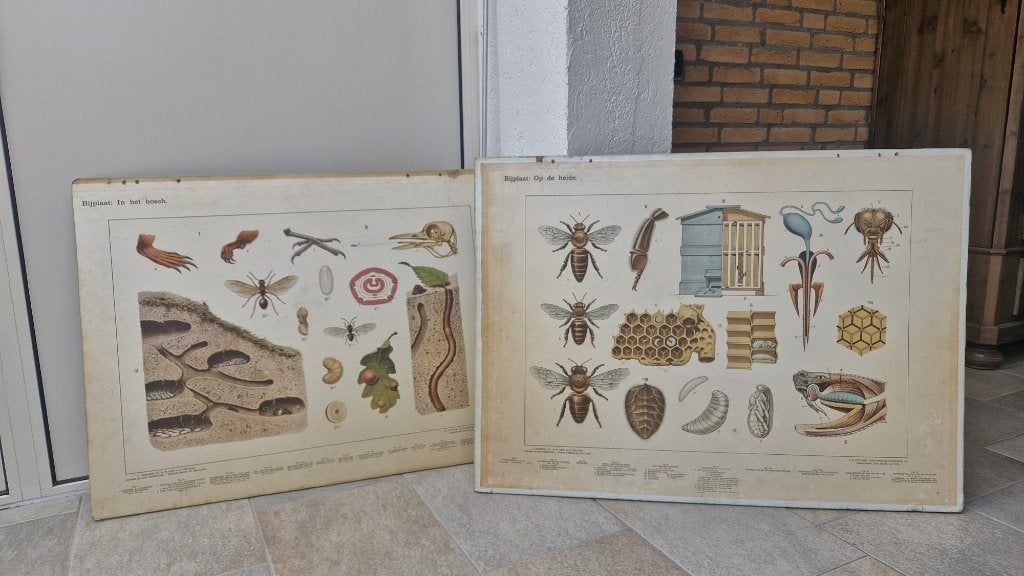 Vintage Schoolplaten (dubbelzijdig), Antiek en Kunst, Antiek | Schoolplaten, Ophalen, Natuur en Biologie