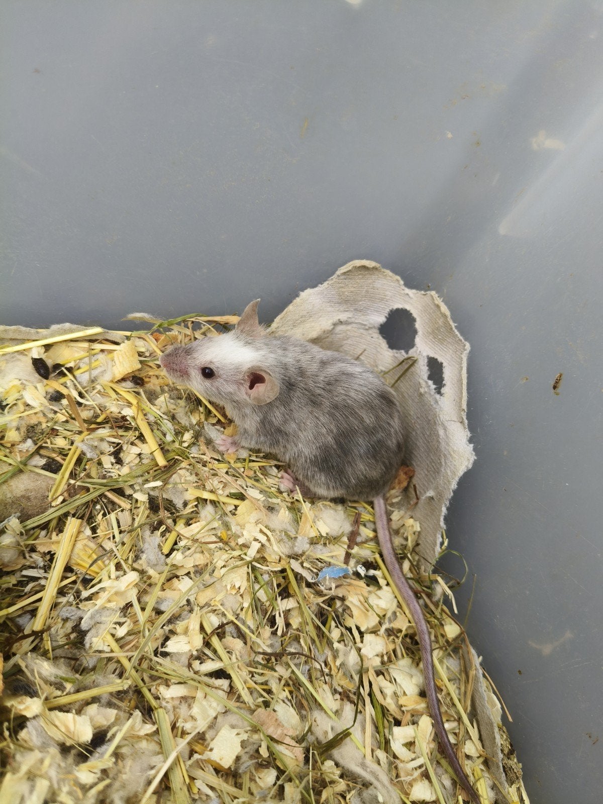 Enkele voedermuizen beschikbaar, Mei, Meerdere dieren, Muis