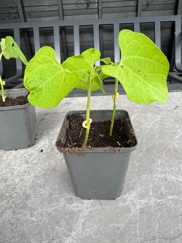 Gele stamslabonen / boterbonen plantjes Hortitops, Tuin en Terras, Ophalen of Verzenden, Eenjarig, Groenteplanten, Volle zon