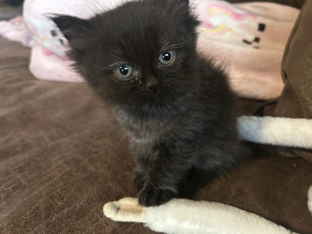 prachtige zwarte kitten met fluffy vacht en prachtige haren, Kater, Ontwormd