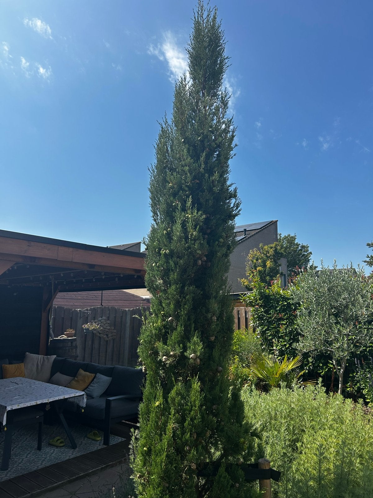 Cipressen (2x) voor tuin of terras, Bloeit niet, 250 tot 400 cm, Zuilboom, Ophalen