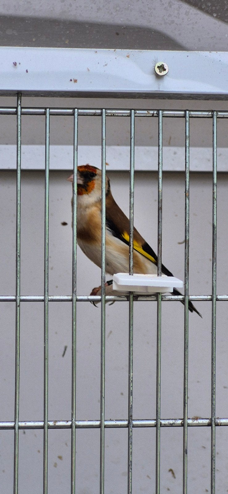 Man majoor putter, Dieren en Toebehoren, Vogels | Overige Vogels, Mannelijk, Wildzangvogel, Geringd