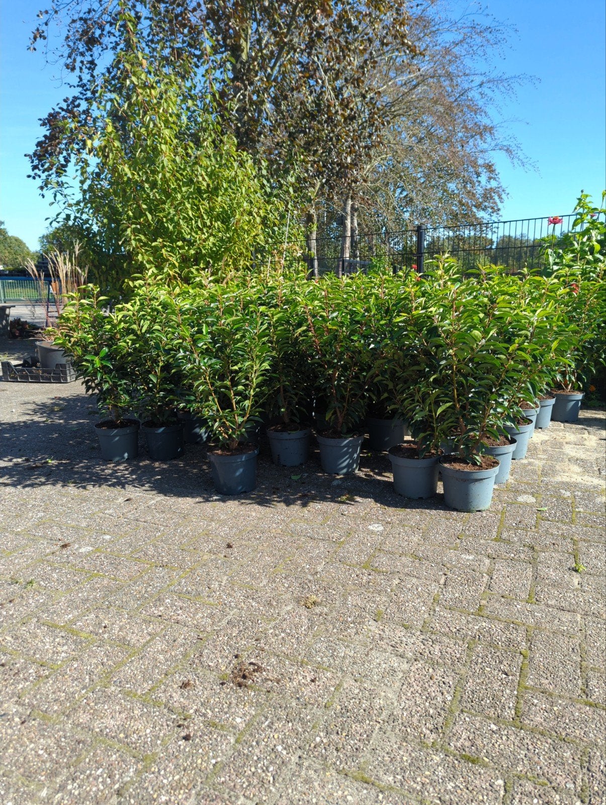 Portugese laurier € 9,00, Tuin en Terras, 150 liter of meer, Ophalen