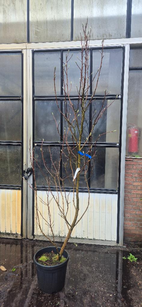 Magnolia 'Daphne', Tuin en Terras, Planten | Bomen, Overige soorten, Lente, 250 tot 400 cm, Ophalen