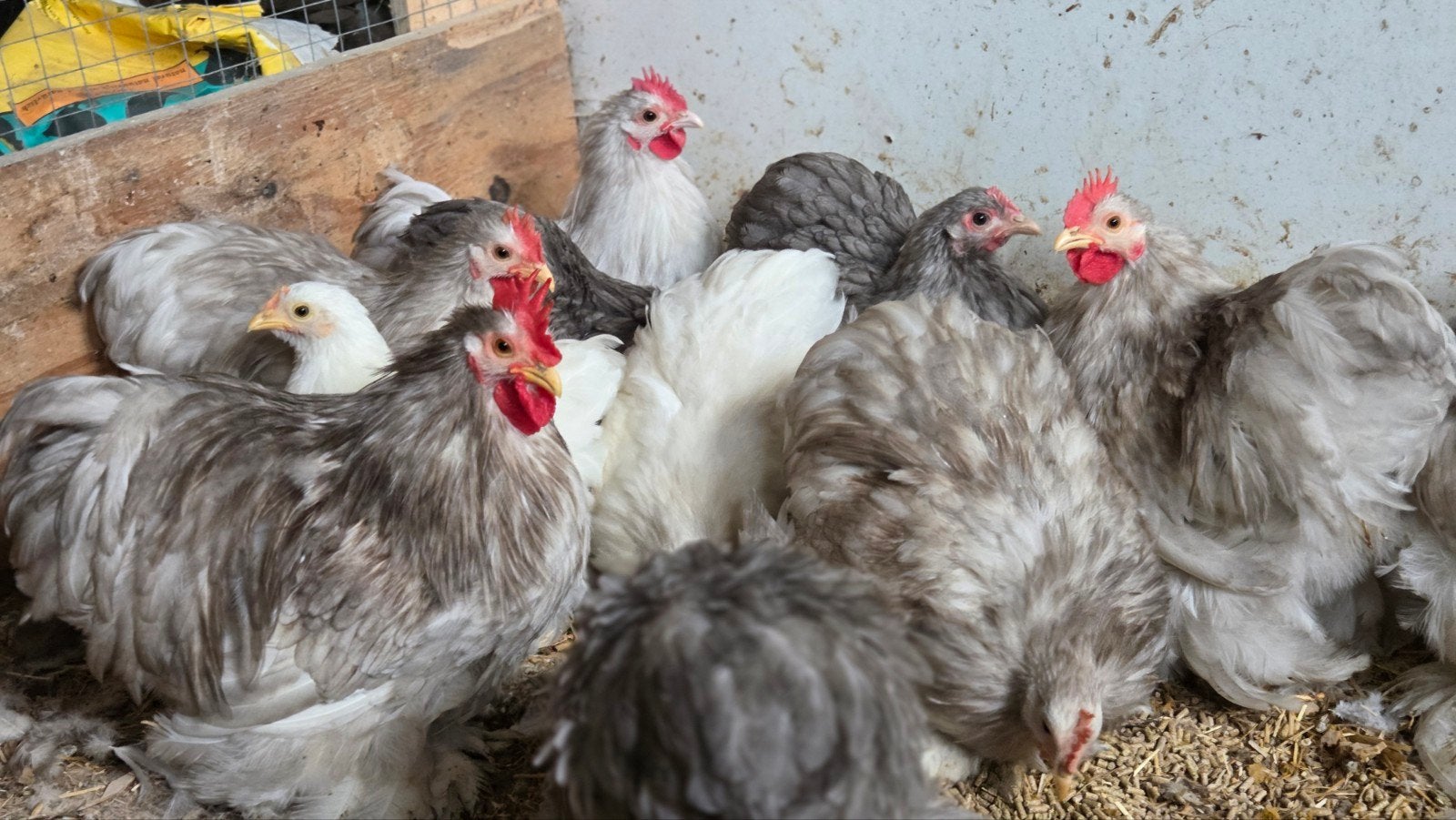 cochin kriel haantjes, Dieren en Toebehoren, Pluimvee, Mannelijk, Kip