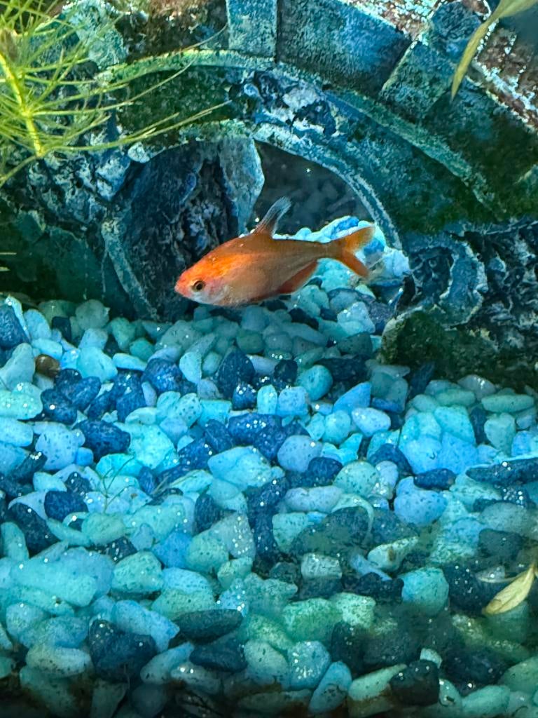 Goed plekje gezocht, Dieren en Toebehoren, Vissen | Aquariumvissen, Vis