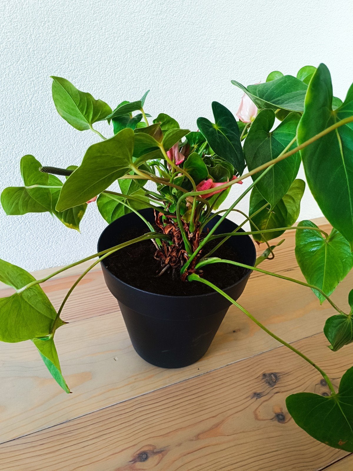 anthurium oftewel flamingoplant, Ophalen, Halfschaduw, In pot, Minder dan 100 cm