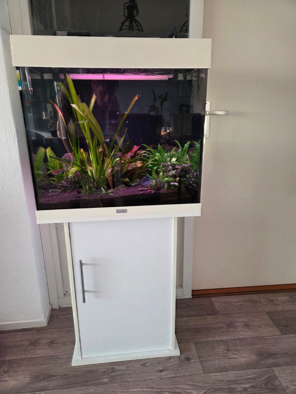 Te koop: zoetwater aquarium met visjes en inrichting, Dieren en Toebehoren, Vissen | Aquaria en Toebehoren, Ophalen, Gebruikt