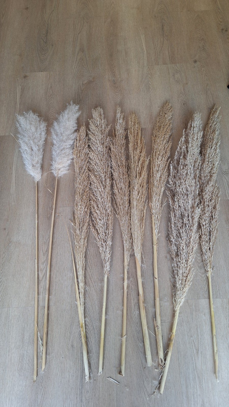 Decoratieve pluimen - Pampasgras, Ophalen of Verzenden