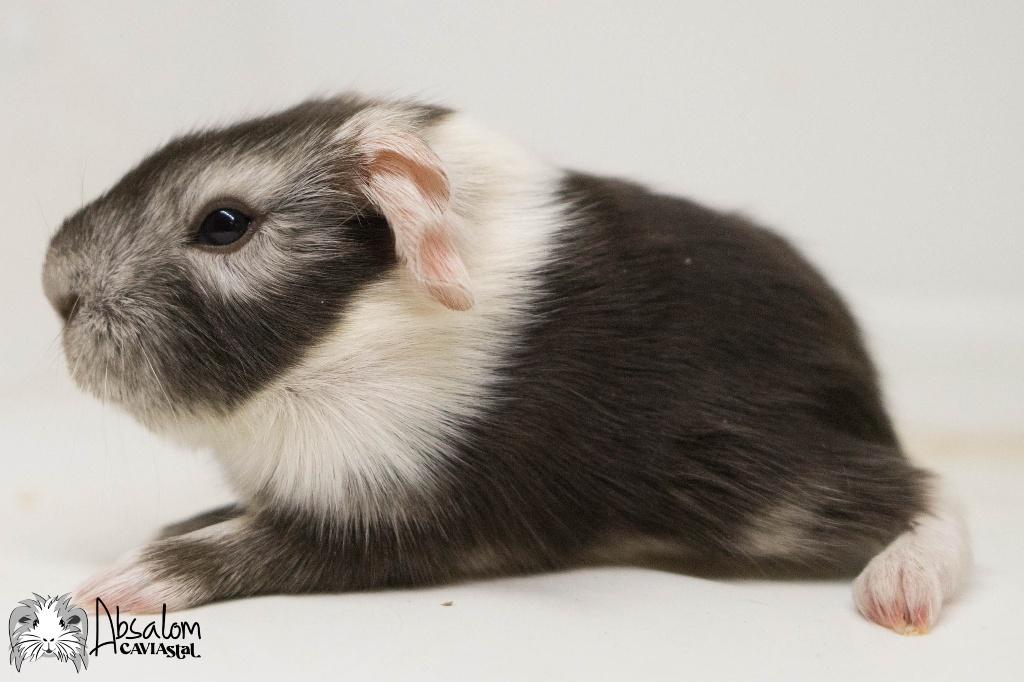 Choco zilvervos witte coronet cavia, Dieren en Toebehoren, Cavia, Mannelijk, Mei, Tam