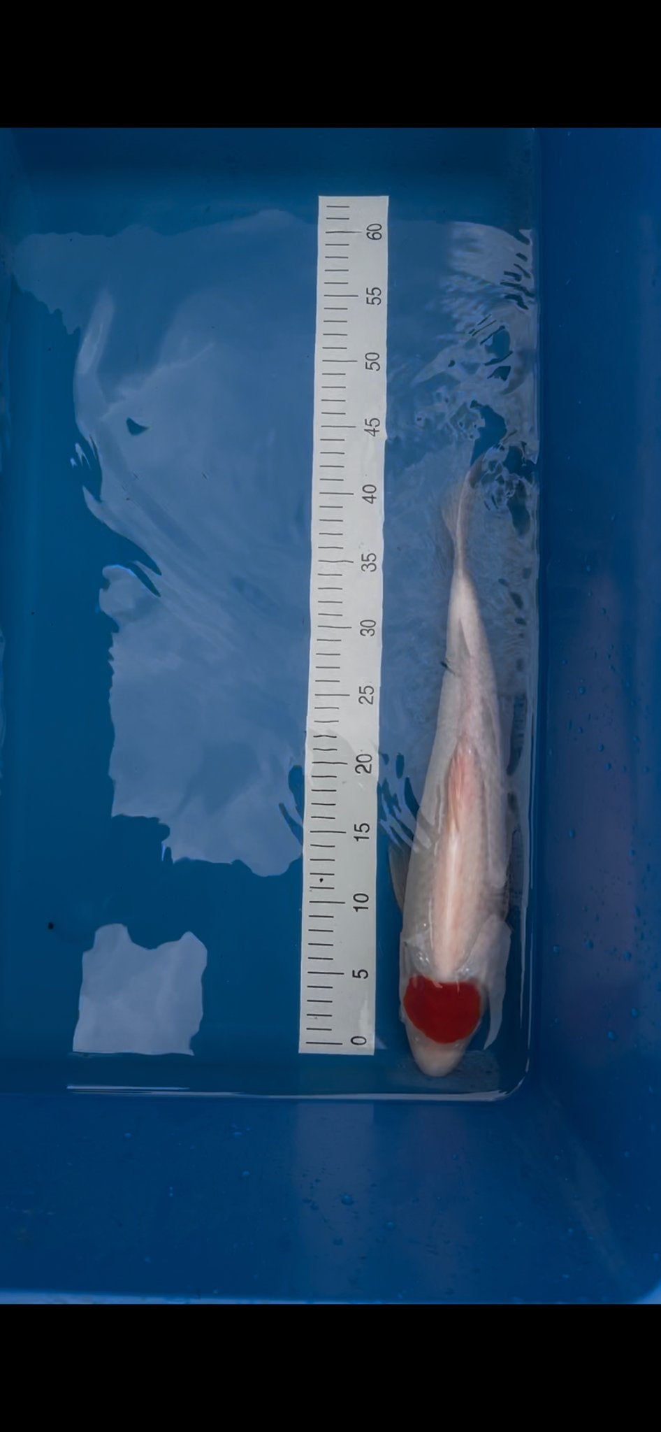 Japanse  koi Tancho Kohaku - Sansai +/- 50cm - Topgezond, Karper of Koi