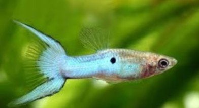 Endler Japan blue - Blauwe Endler gup - Koidream Valburg, Vis, Zoetwatervis