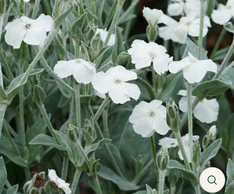 🌸 Prikneus wit of roze biologisch Lychnis coronaria, Volle zon, Vaste plant, Zomer, Ophalen