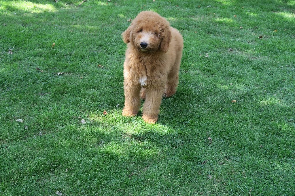Goldendoodle puber pup reutje, Poedel, Parvo, Nederland, Reu