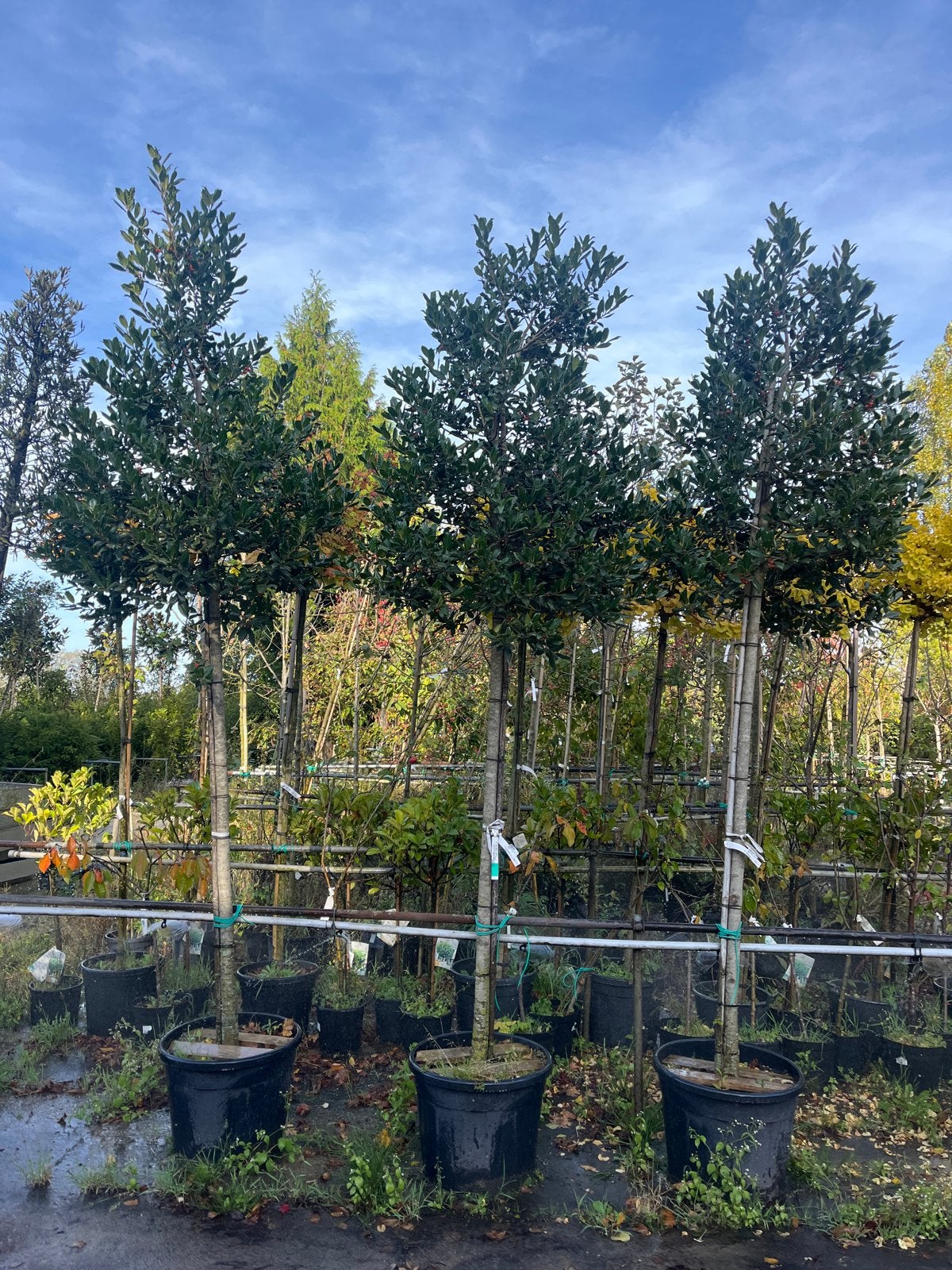 Ilex Nellie Stevens - Stamhoogte 180cm, Ophalen of Verzenden, In pot, Overige soorten, 100 tot 250 cm