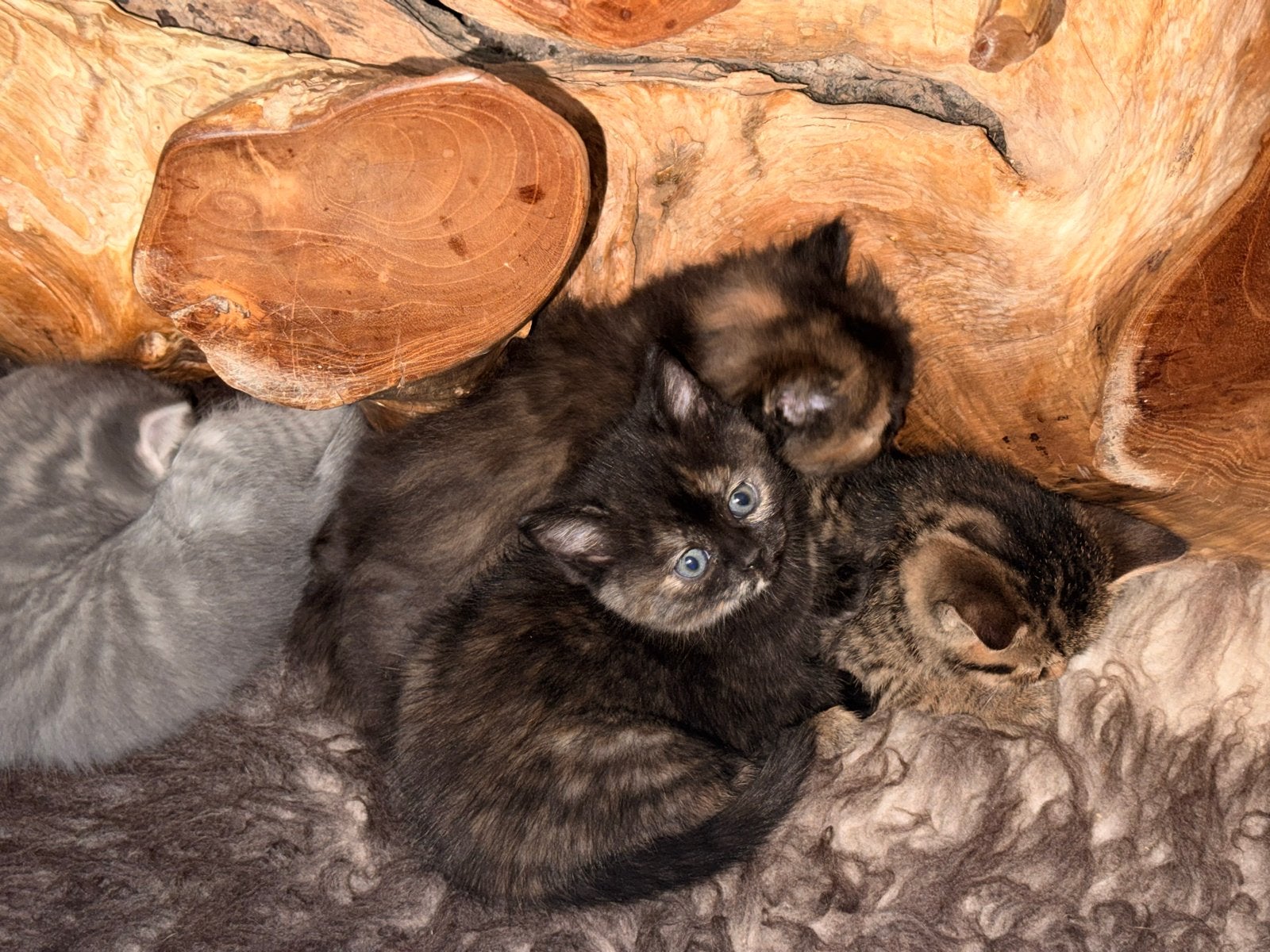 1 kitten britse korthaar mix maincoon, Poes, Kortharig, 0 tot 2 jaar