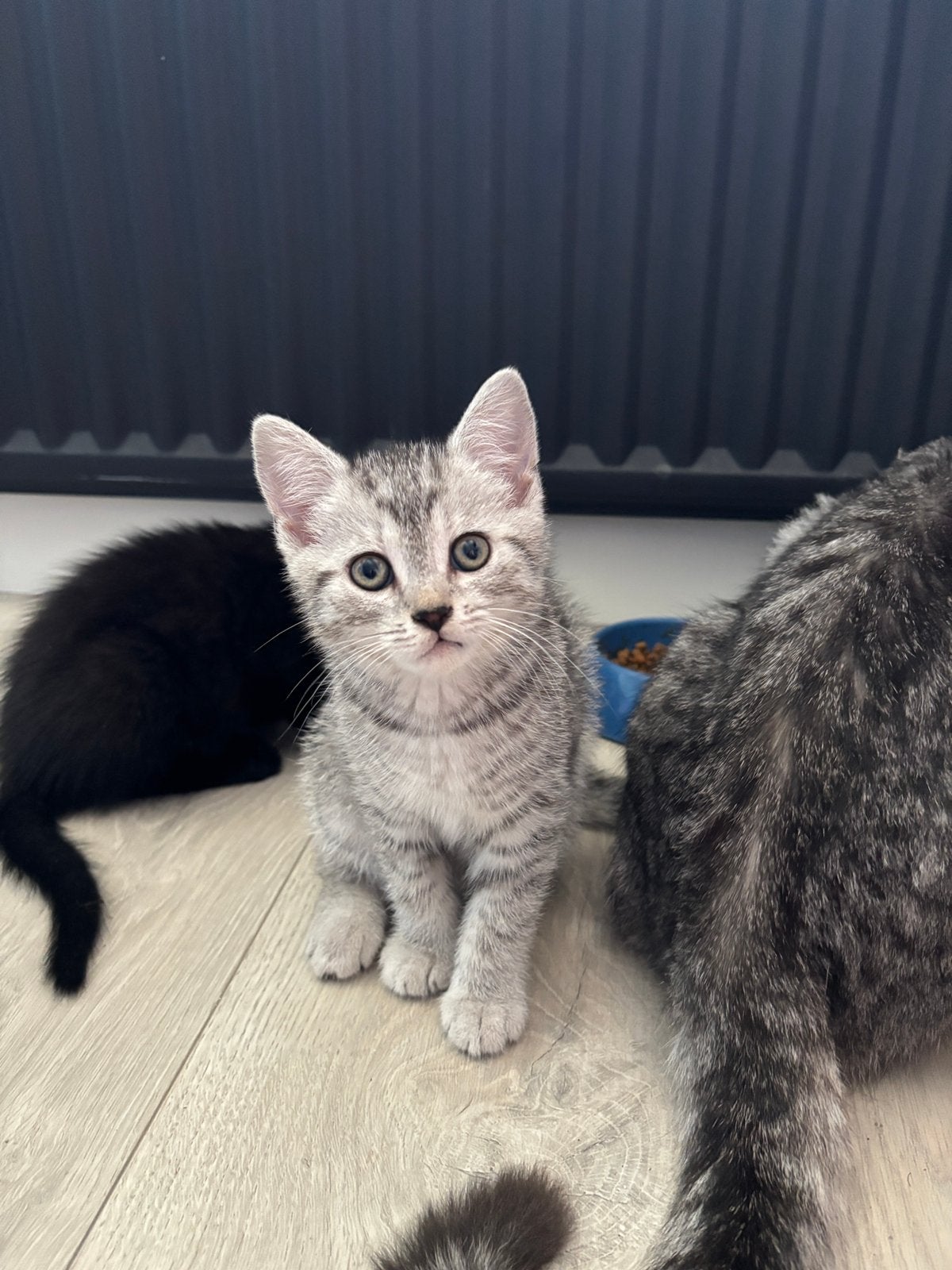 Kittens britse korthaar x europese korthaar, Dieren en Toebehoren, Katten en Kittens | Raskatten | Korthaar, Meerdere dieren, Ontwormd