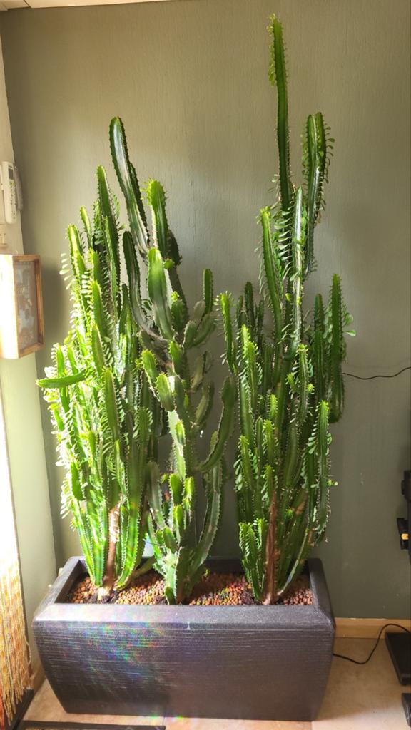 3 cactussen in plantenbak, Tuin en Terras, Bloembakken en Plantenbakken, Ophalen of Verzenden, Rond, Kunststof, 60 cm of meer