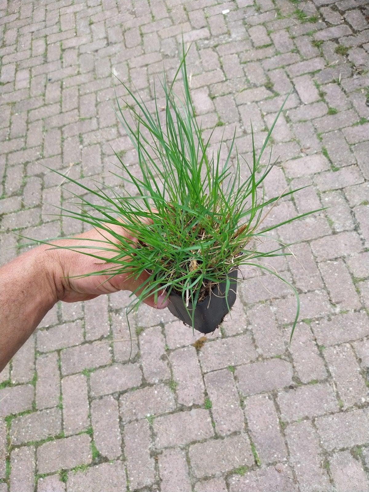 Lampenpoetsersgras 'Hameln' - Siergras voor tuin en pot, Ophalen